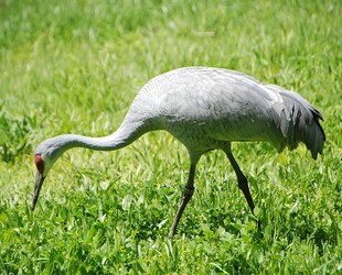 CRANE MEADOWS NATURE CENTER